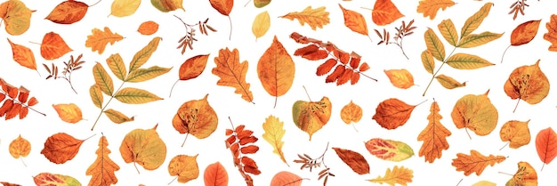 Banner mit natürlichen Herbstblättern auf weißem Hintergrund als Hintergrund oder Textur Herbsttapete für Ihr Design Draufsicht Flach gelegt