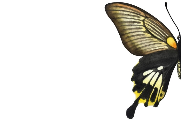 Foto banner mit schönem schwarz-orangefarbenem schmetterling handgezeichnete aquarellillustration isoliert auf weiß