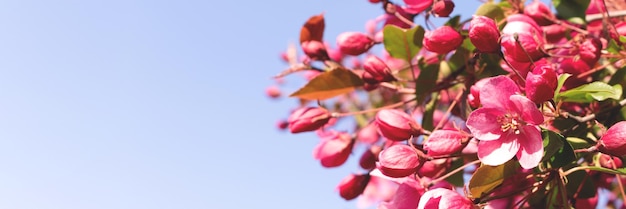 Banner mit Zweig des blühenden dekorativen rosa Apfelbaums vor blauem Himmel