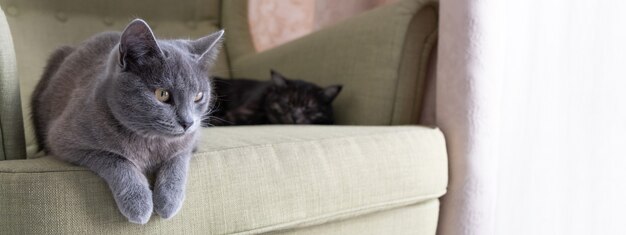 Banner. Nahaufnahmeporträt einer inländischen grauen Kurzhaarkatze, die auf einem grünen Sessel sitzt. zwei Katzen zu Hause. Bild für Tierklinik, Tierfutter, Katzenblog.