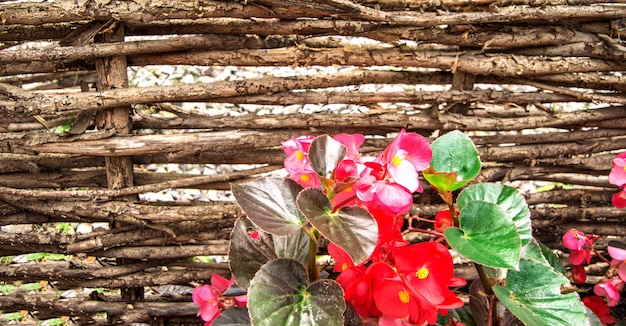 Banner oder Rahmen mit einem Holzzaunhintergrund und Begonienblumen am unteren Rand mit einer Kopie des Raums