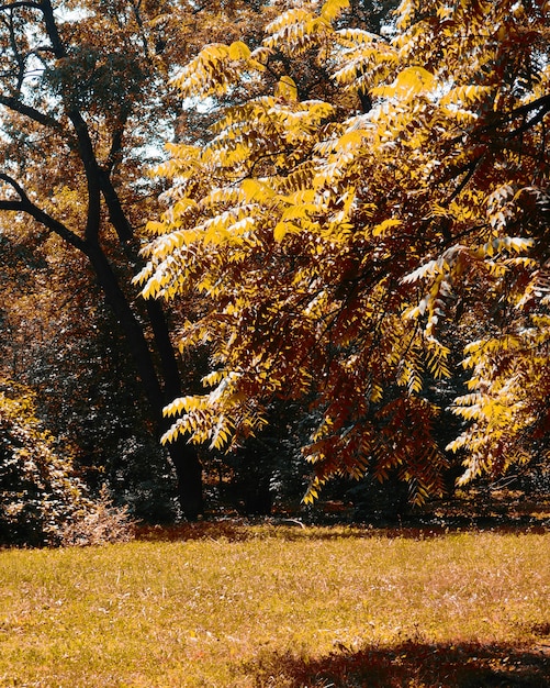 Banner otoño hojas de roble con un fondo borroso para el diseño, hojas amarillas con un brillo en la rama.