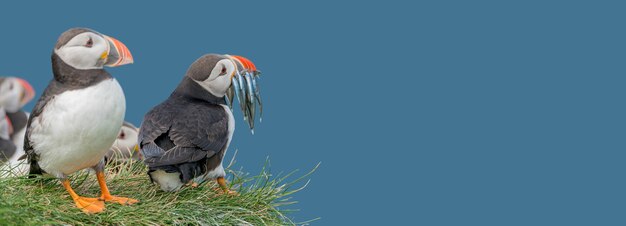 Banner con pájaros marinos del Atlántico Norte que sostienen peces de arenque en su pico en la isla de Feroe Mykines en el cielo azul fondo sólido con espacio de copia Concepto de conservación de la biodiversidad y la vida silvestre