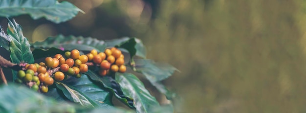 Banner panorâmico de grãos de café amarelo planta crescimento de árvores de café de sementes frescas em amarelo Bourbon eco fazenda orgânica Panorama bagas de sementes maduras amarelas colheita jardim de café arábica com espaço de cópia vazio