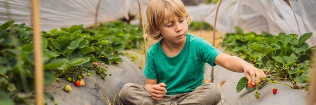 Banner de plantación de fresas de formato largo en bali en el área de bedugul feliz niño lindo niño recogiendo y