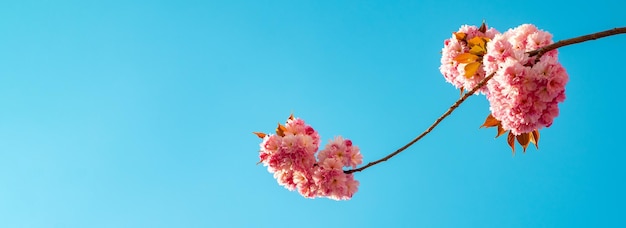 Banner de primavera, fondo de flor. Banner de primavera, fondo de flor. Rama de flores de primavera. Árbol de flores sakura sobre fondo de cielo azul.