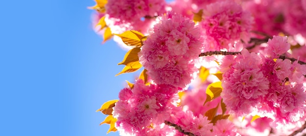 Banner de primavera, fondo de flor. Flor de cerezo. Fondo con flores en un día de primavera. Cerezo Sacura. Fondo de flor de primavera.