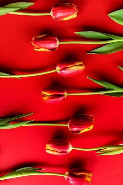 Banner con un ramo de tulipanes rojos. Endecha plana con flores, vista superior