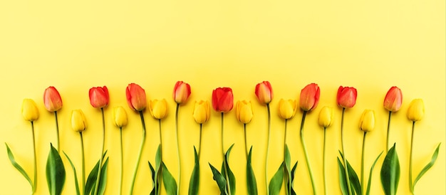 Banner Schöne Tulpen auf gelbem Hintergrund, Draufsicht mit Kopierraum. Hintergrund mit Blumen