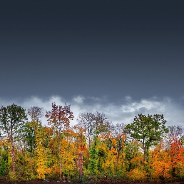 Banner con sendero de senderismo a través de bosques densos como la selva del hemisferio norte con muchas plantas diferentes en colores dorados de otoño y cielo lluvioso dramático con fondo de gradiente espacial de copia