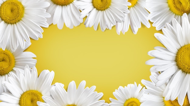 Banner soleado brillante con flores de manzanilla sobre fondo amarillo Invitación de volante de tarjeta publicitaria