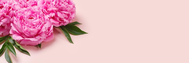 Banner con textura de delicadas peonías rosas Fondo romántico con copyspace