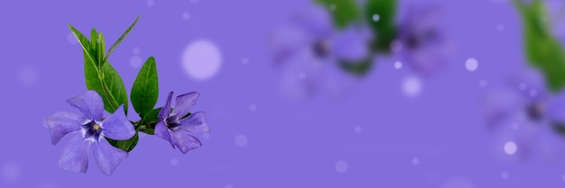 Banner con textura de flor de bígaro lila Fondo de primavera con copyspace
