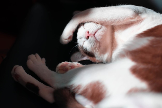 Banner von CAT COVER T FACE WHILE SLEEPING Schlafende Katze niedliches kleines weißes und braunes Kätzchen schläft Entspannungskonzept Idee Hintergrund