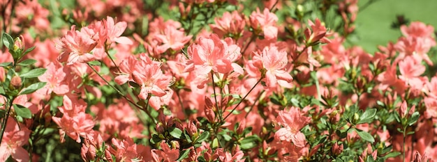 Banner. zarter rosa, korallenroter Sommerhintergrund. blühender Busch, viele Blüten und Knospen. Frühling blühen. selektiver Fokus.