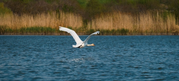 Bannergröße Aufnahme eines weißen Schwans, der mit weit geöffneten Flügeln über Wasser fliegt