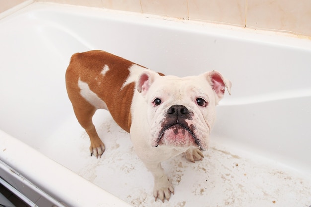 Baño del bulldog inglés. Perro tomando un baño de burbujas. Perro de aseo.