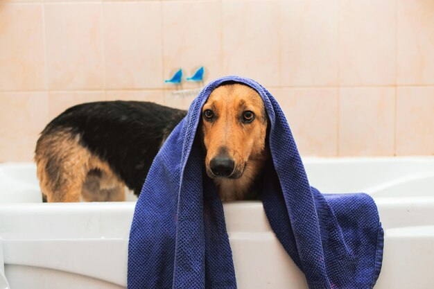 Baño del divertido perro de raza mixta.