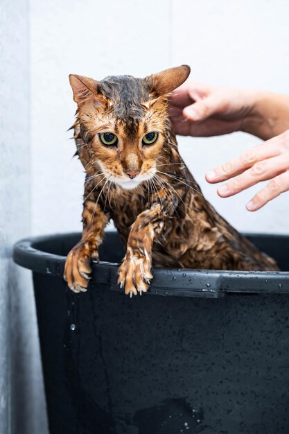 Baño o ducha para higiene de mascotas de gatos de raza bengala