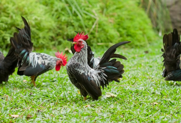 Bantam na natureza