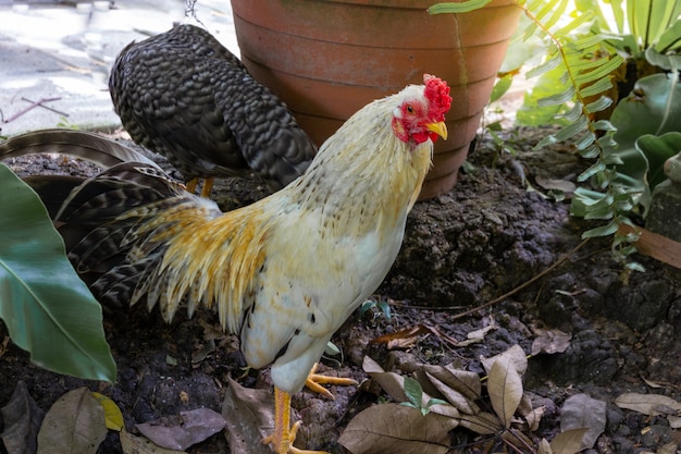 Bantam pollo o gallo crow.Beautiful pollo colorido,