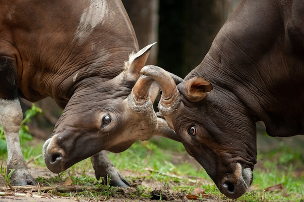 Foto banteng de combate, touro vermelho na floresta úmida de tailândia.