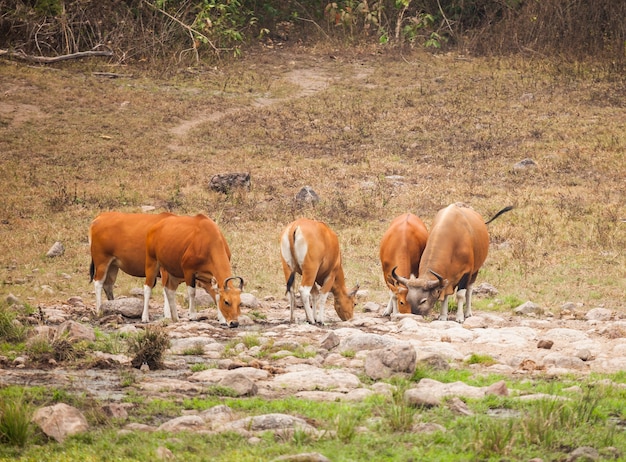 Banteng in wild