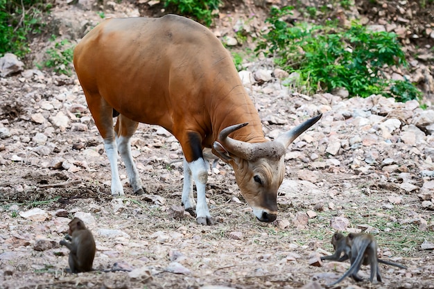 Banteng, roter Stier