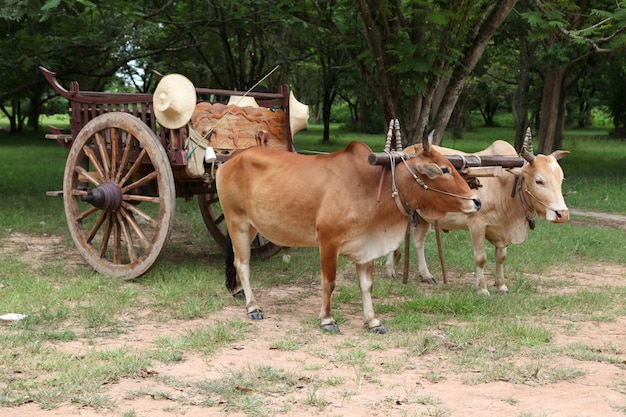 Banteng-Stiere, die einen Karren ziehen