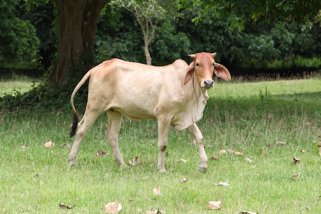 Banteng touro em um campo