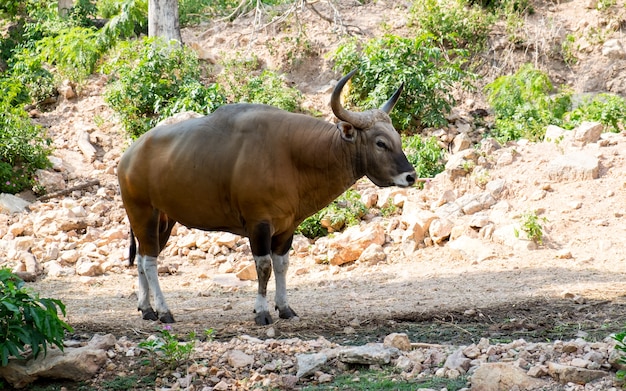 Foto banteng