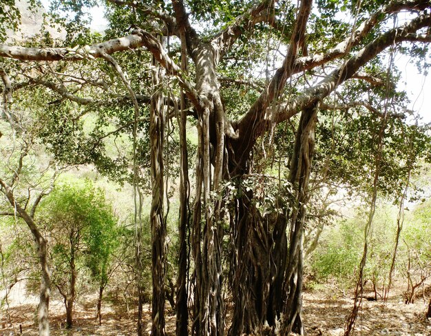 Foto banyan árboles que crecen en el bosque