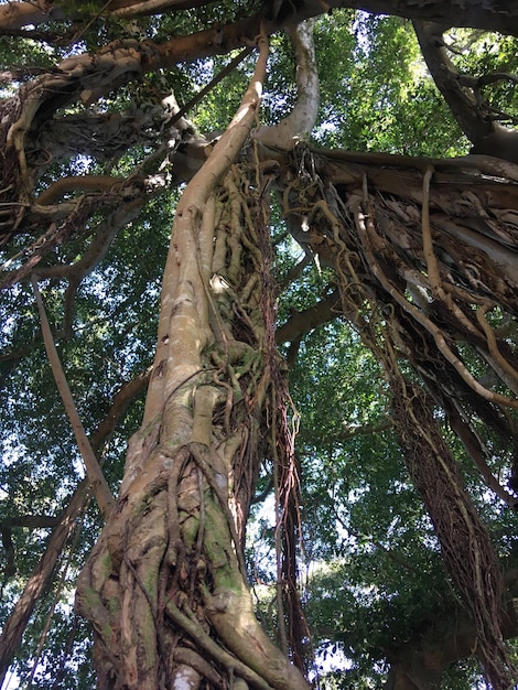 Banyan árvore típica do Havaí Árvore tropical com raízes e galhos longos