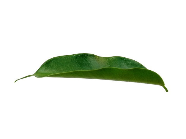 Banyan-Blätter isoliert auf weißem Hintergrund