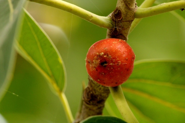 Banyan-Frucht, die an einem Baum hängt Almatti Karnataka