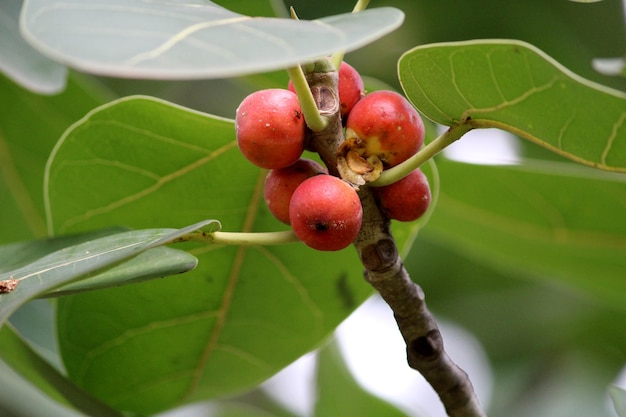 Banyan Fruits pendurado em uma árvore Almatti Karnataka