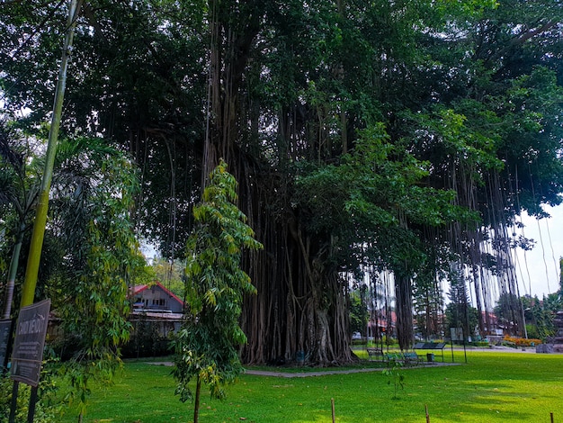 Banyan grande e verde