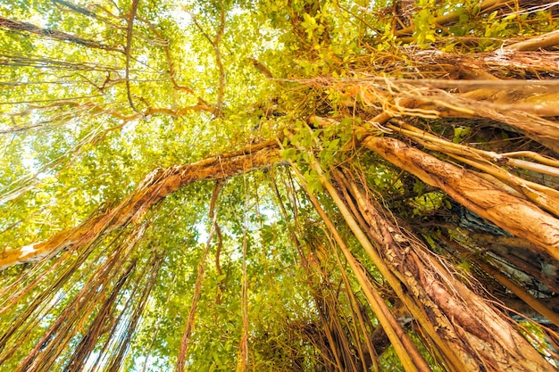 Banyan oder Banian ist eine Feige, die ihr Leben als Epiphyt Ficus benghalensis oder indisches Banyan beginnt