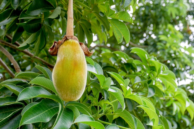 Baobab africano o pan de mono