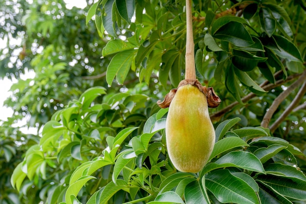 Baobab africano o pan de mono