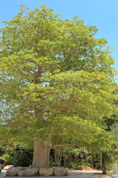 Foto baobab árbol