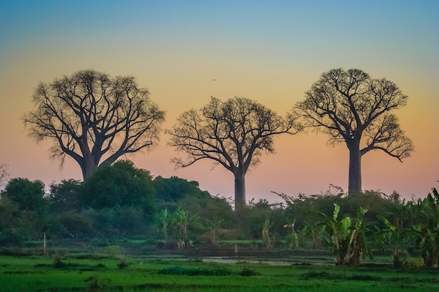 Baobab árvores em Madagascar