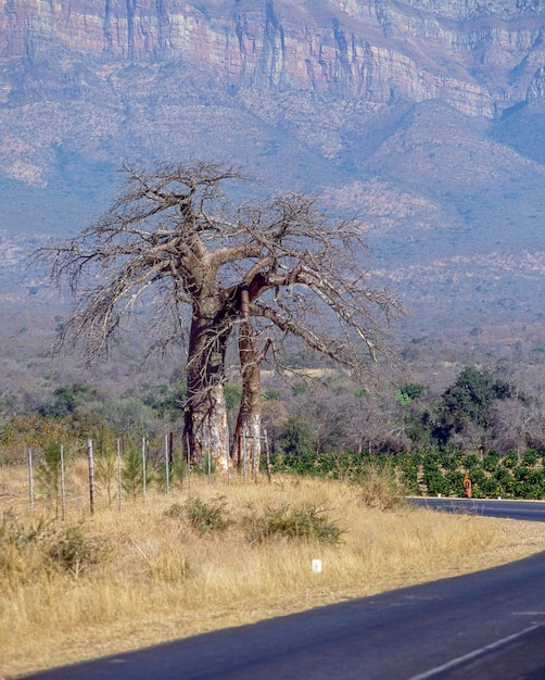 Baobab-Bäume in der Nähe des Abel-Erasmus-Passes