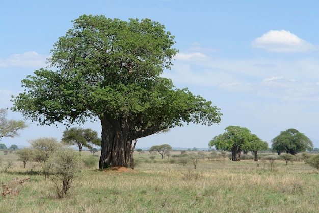 El baobab en África