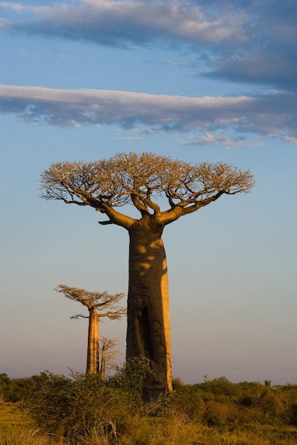 Baobab solitario en el fondo del cielo en Madagascar