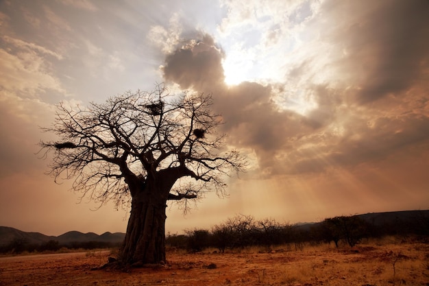 Baobab