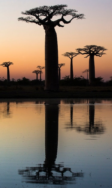 Baobabs al amanecer cerca del agua con reflejo en Madagascar