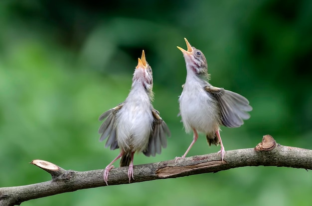 Foto bar geflügelte prinia singt am baumzweig singender vogel