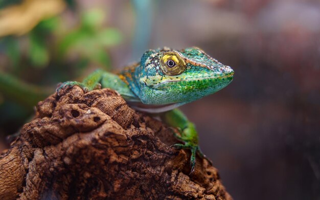 Baracoa anole gigante