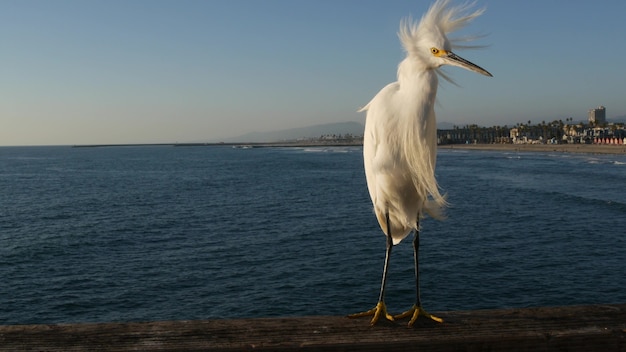 Barandillas del muelle de madera White Snowy Egret, Boardwalk, California, Estados Unidos. Playa del océano, pájaro garza costera